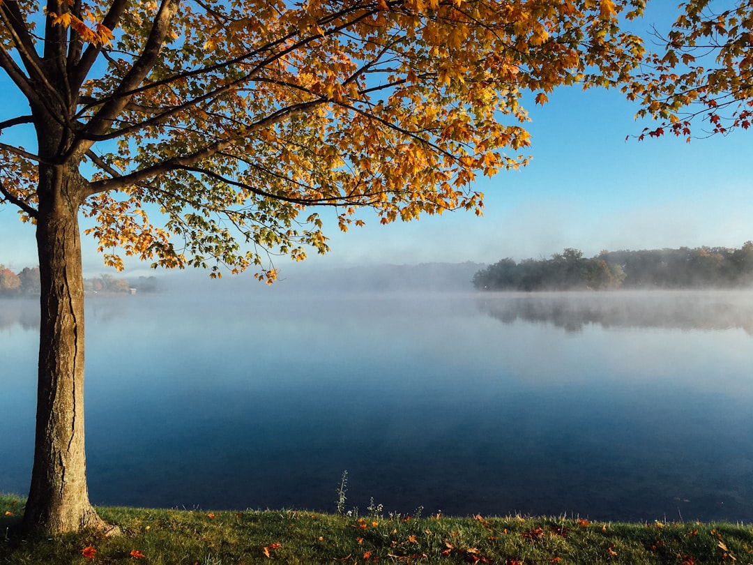 Élagage et abattage d’arbres professionnels à Bessières : Sécurité et expertise avec SKO Paysage