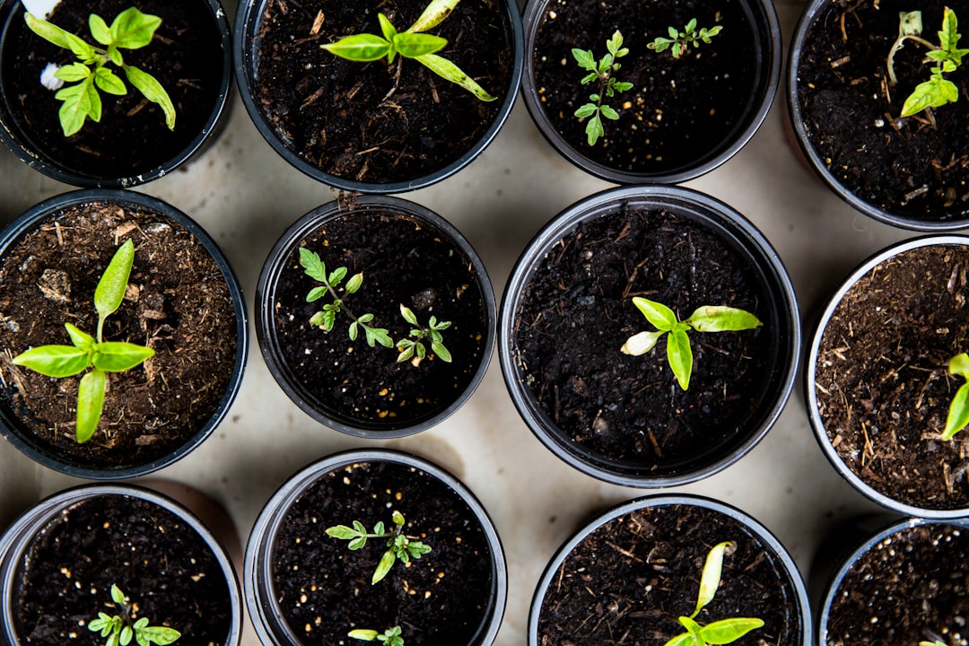 Photo Eco-friendly garden